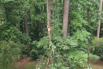 Tree Trimming